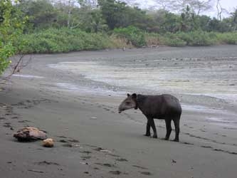 Costa Rican Tapir