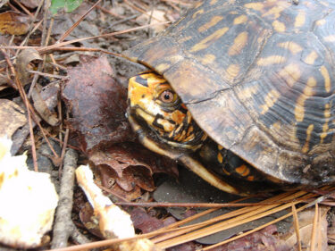 Costa Rican Turtles Find Help and Care at Tortufauna