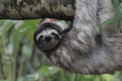 Three Toed Sloth hanging in the Trees