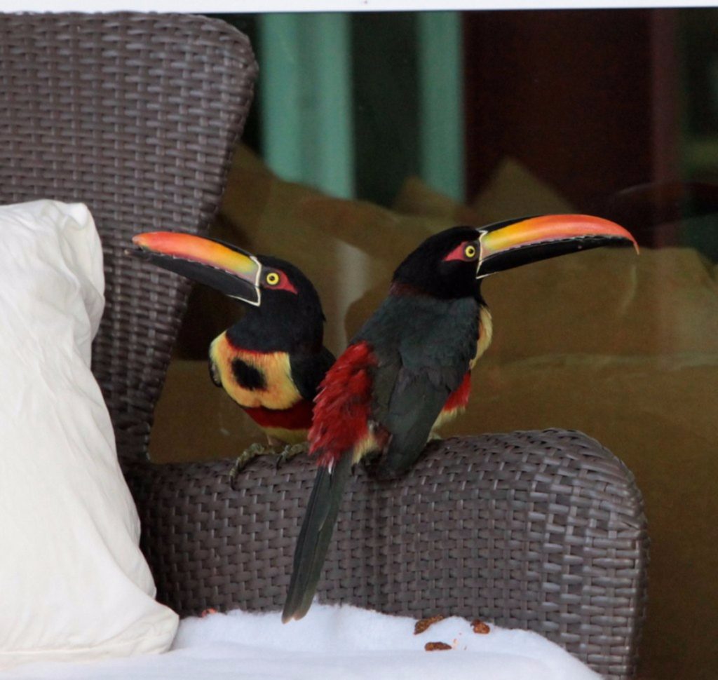 Costa Rica has an abundant bird population which includes toucans like these visitors to the villa.