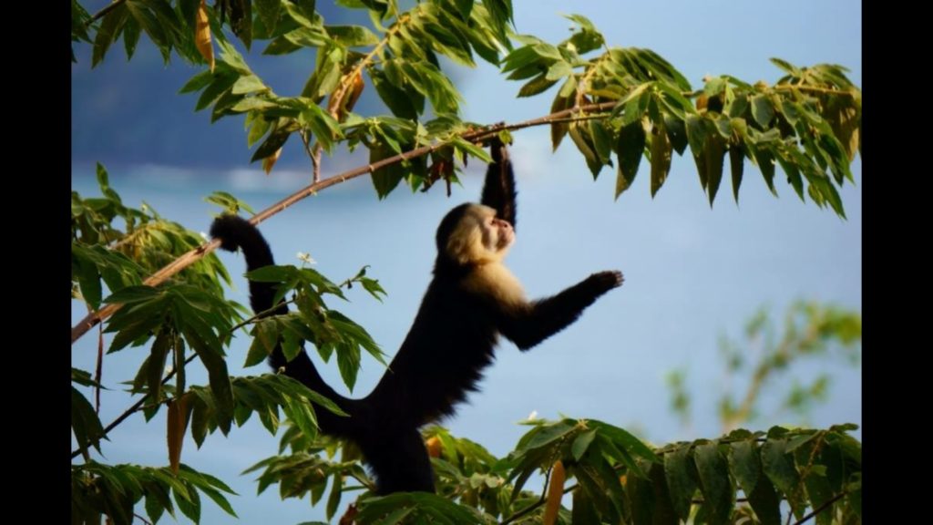 The playful and mischievous capuchin monkeys come to visit. Just part of the magic of Manuel Antonio. 