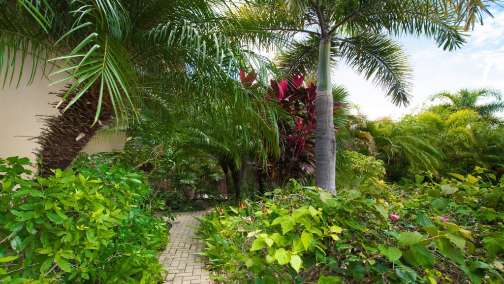 Are tropical plants your delight? Well, have we got it for you. Plenty of space and lots of greenery to look at. View your hearts content at this getaway retreat at papagayo