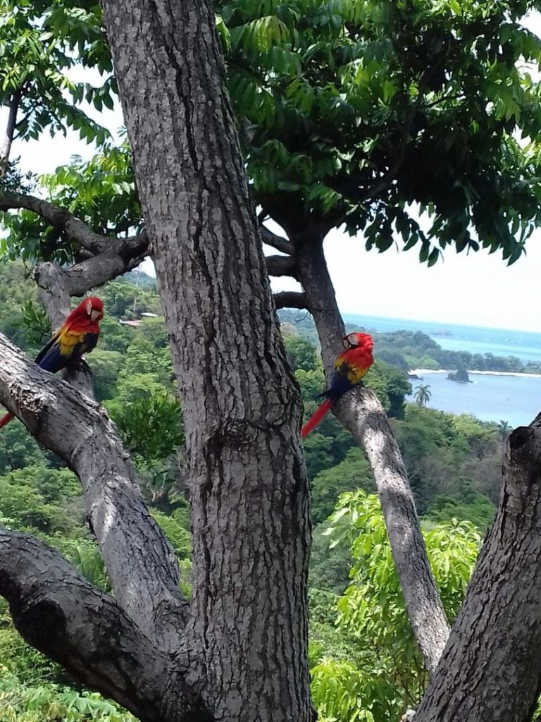 Look outside and see the amazing colorful macaws that frequent this area.