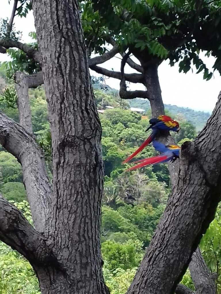 Scarlet macaws are loud and bright and it is not uncommon to see them in the Manuel Antonio area.