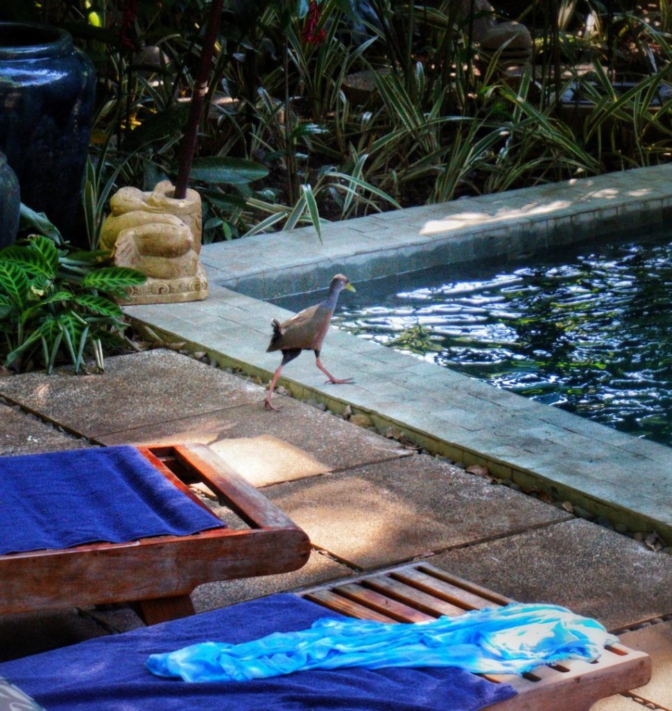 You will see many species of birds while staying at this villa in the jungle.