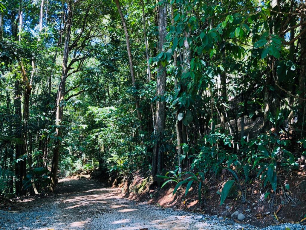 This private villa is in a vibrant area of rainforest where jungle hikes always bring you up close with amazing species.