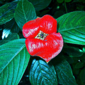 Flowers of Costa Rica - Villas Costa Rica - Villas Costa Rica - All ...