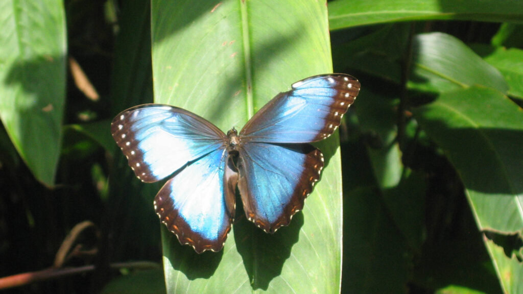 Blue morpho butterflies are another common sight in the area especially in the national park, let us arrange a guide.