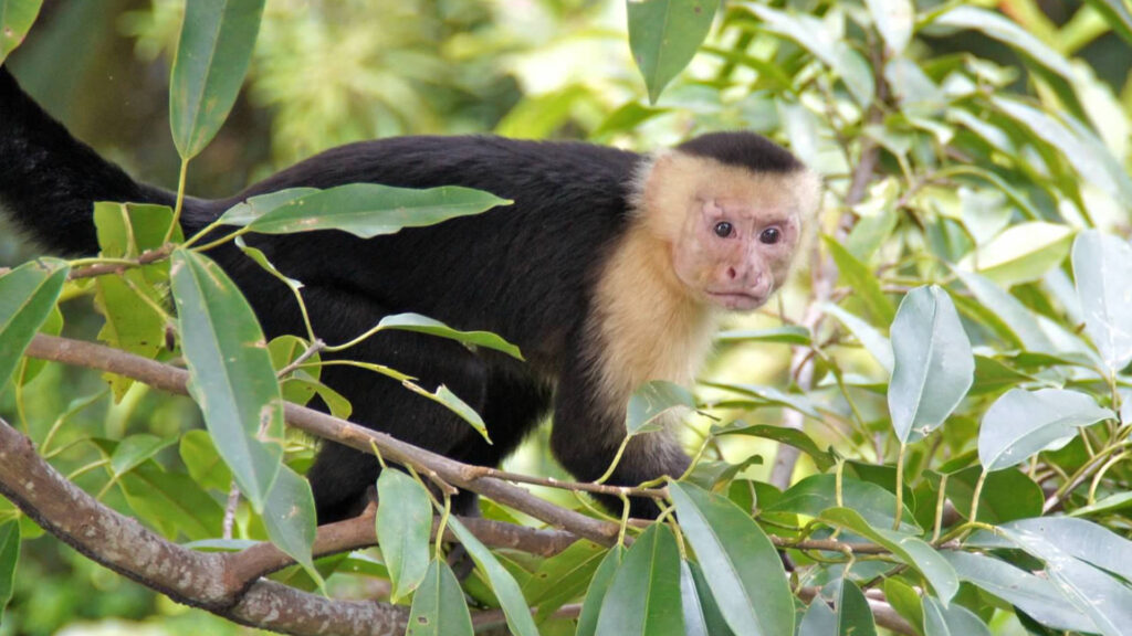 Capuchin monkeys are a common site in Manuel Antonio and may even visit you at the villa.