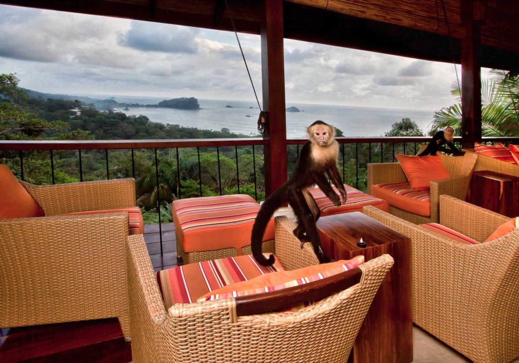 Monkeys will visit and hang out with you in the open-air living area.