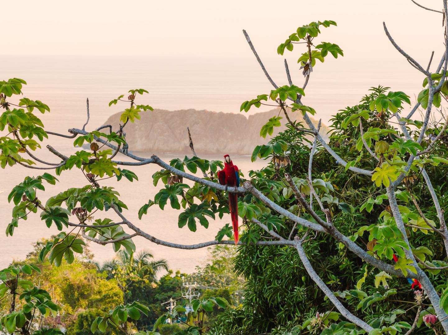 Scarlet macaw perched on a tree branch overlooking the ocean in Manuel Antonio Costa Rica