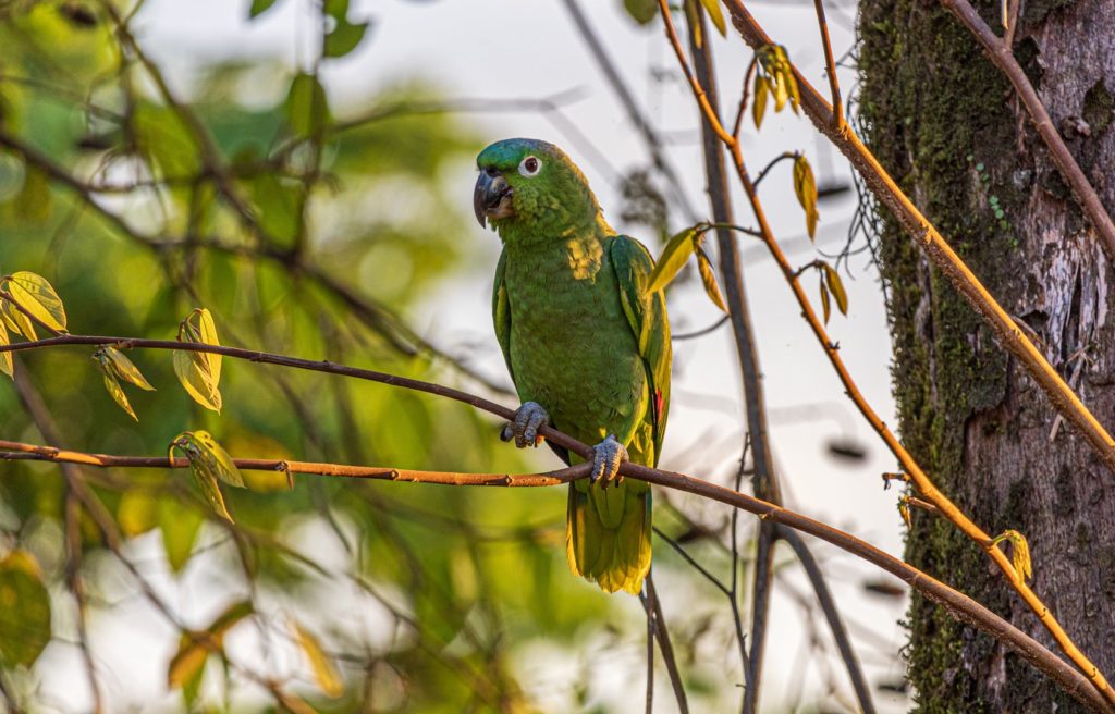 This beautiful green parrot is one of many bird species you may see in the area.